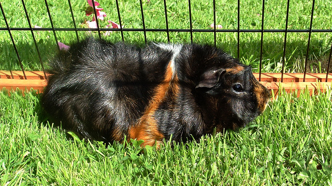 Pet Sitting, Guinea Pig